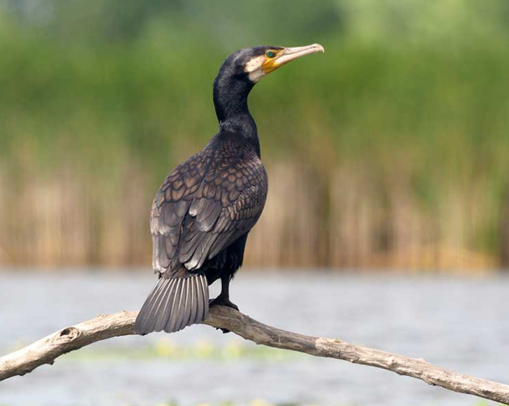 Hodowcy ryb narzekają na kolosalne straty. Winne są kormorany, które zadomowiły się w regionie